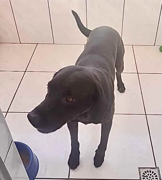 Cachorro raça Labrador mestiço com virala idade 1 ano nome Thor Labmix 