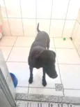 Thor Labmix 