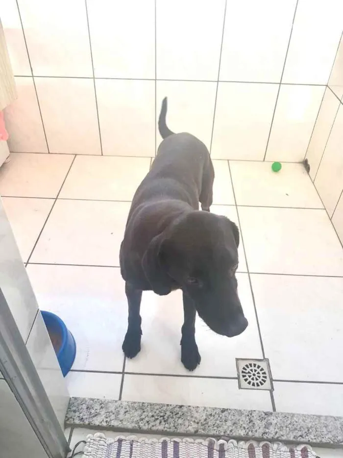 Cachorro raça Labrador mestiço com virala idade 1 ano nome Thor Labmix 