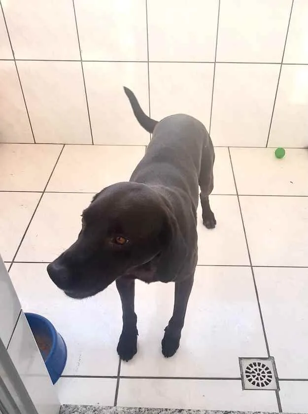 Cachorro raça Labrador mestiço com virala idade 1 ano nome Thor Labmix 