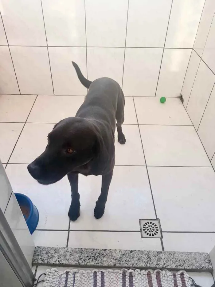 Cachorro raça Labrador mestiço com virala idade 1 ano nome Thor Labmix 