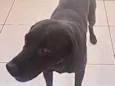 Thor Labmix 