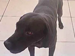 Cachorro raça Labrador mestiço com virala idade 1 ano nome Thor Labmix 