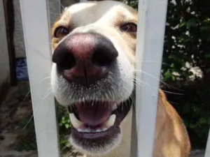 Cachorro raça Srd idade 1 ano nome Trovão bonzinho 