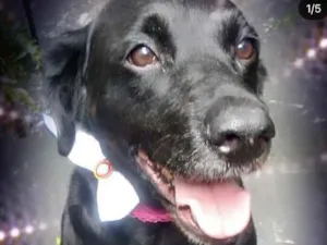 Cachorro raça Labrador mestiça vira-lata  idade 1 ano nome Luna Linda 