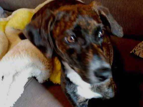 Cachorro raça Pinscher mestiça srd  idade 2 a 6 meses nome Molly bebê urgente 