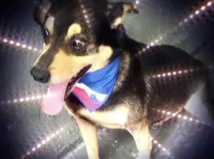 Cachorro raça Srd  idade 1 ano nome Spike lindo
