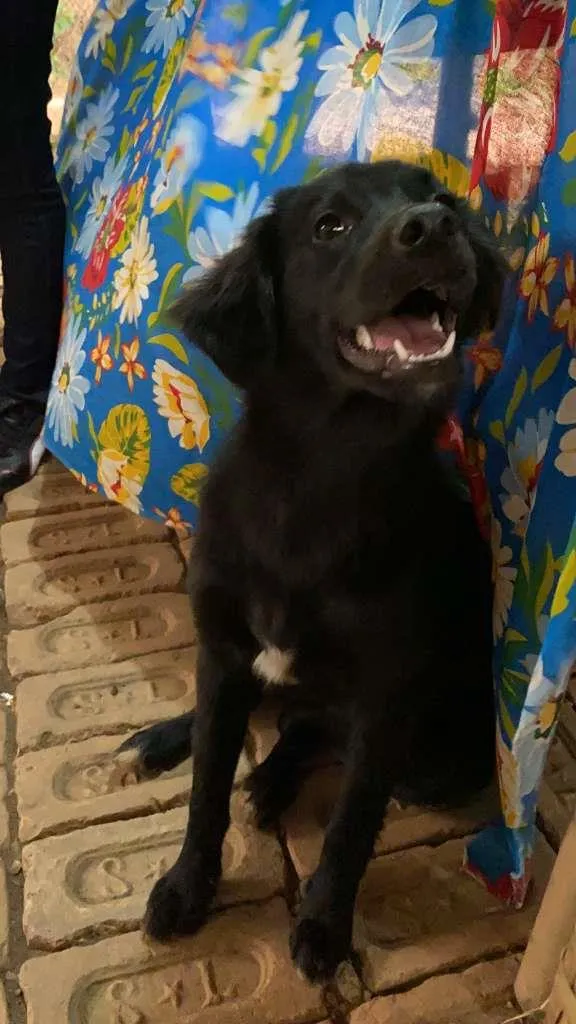 Cachorro ra a SRD-ViraLata idade 7 a 11 meses nome Moly