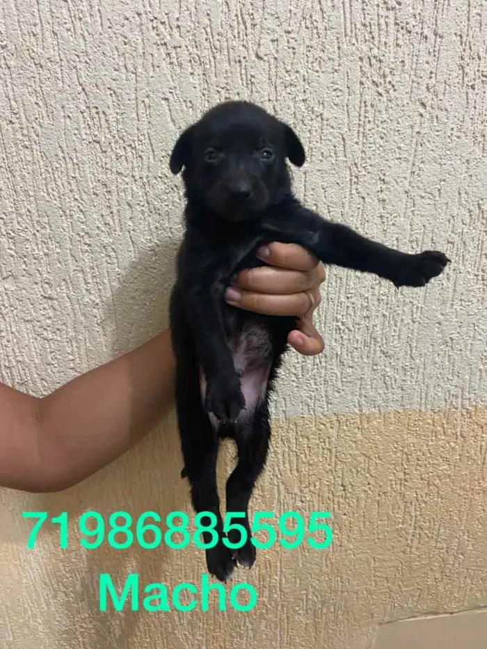 Cachorro raça srd idade Abaixo de 2 meses nome Irmãos 
