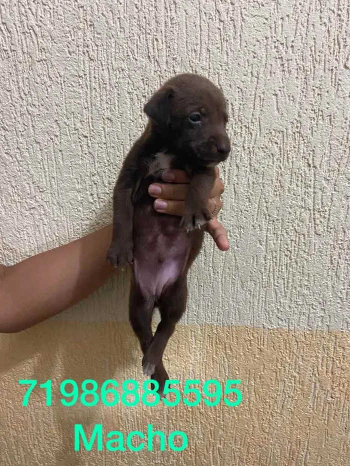 Cachorro raça srd idade Abaixo de 2 meses nome Irmãos 