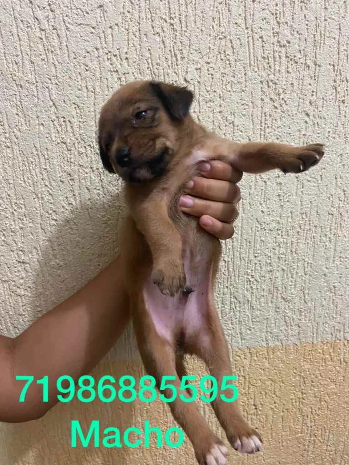 Cachorro raça srd idade Abaixo de 2 meses nome Irmãos 