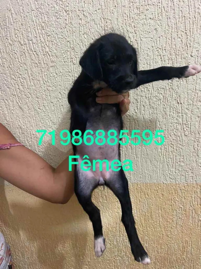 Cachorro raça srd idade Abaixo de 2 meses nome Irmãos 