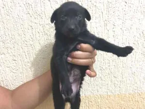 Cachorro raça srd idade Abaixo de 2 meses nome Irmãos 