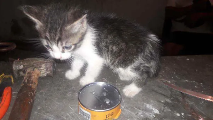 Gato raça Vira lata idade Abaixo de 2 meses nome Menina  e  menino 