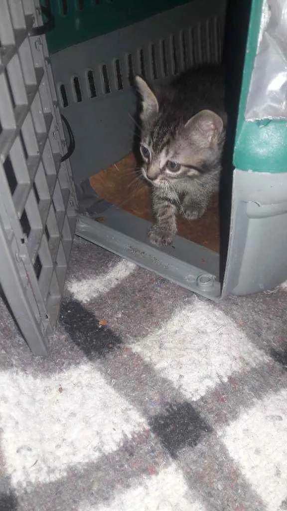 Gato raça Vira lata idade Abaixo de 2 meses nome Menina  e  menino 