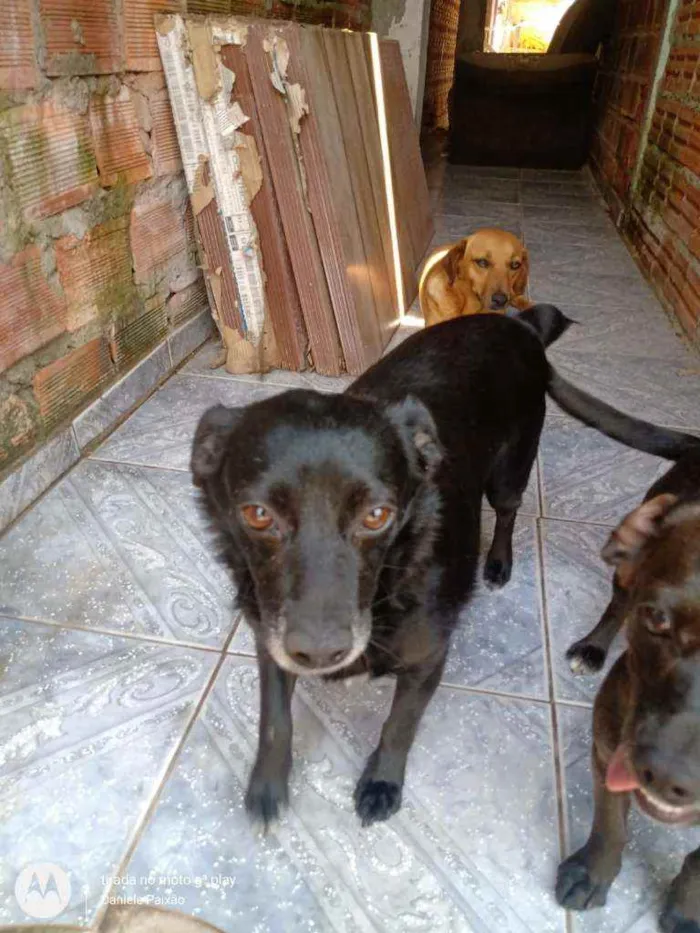 Cachorro raça Vira lata idade 4 anos nome Anita