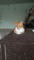 Linda 