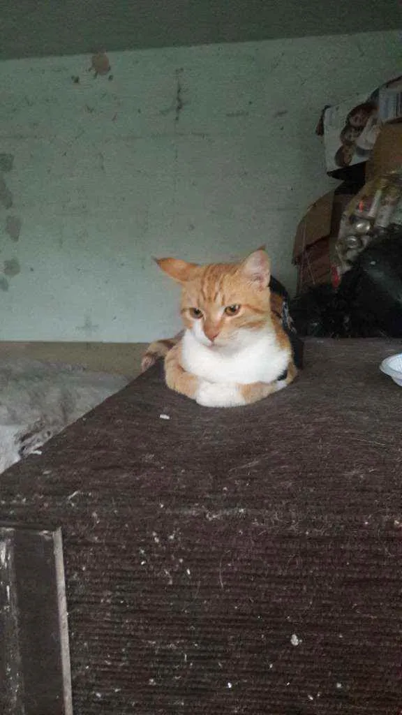 Gato raça Vira  lata idade 2 a 6 meses nome Linda 