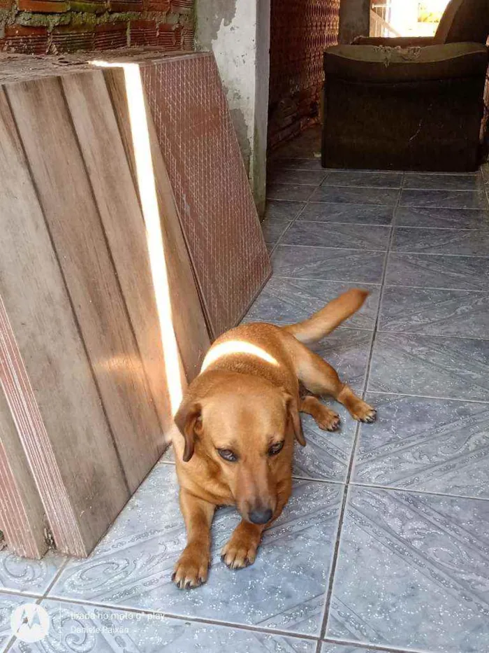 Cachorro ra a Vira lata idade 5 anos nome Bebe