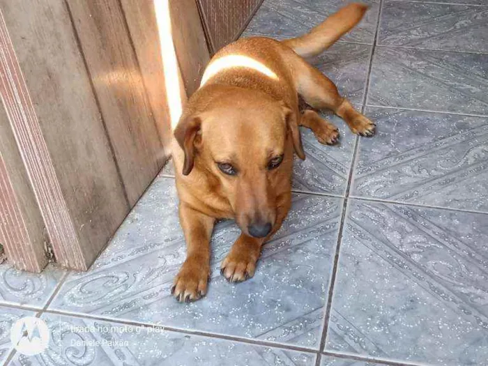 Cachorro ra a Vira lata idade 5 anos nome Bebe