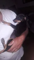 Bolinha 
