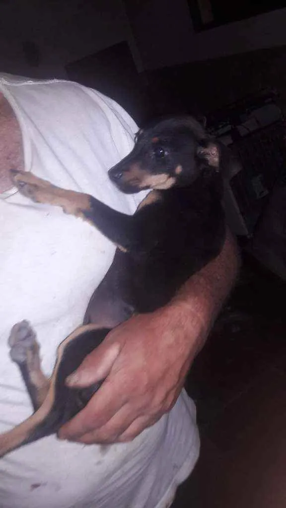 Cachorro raça Vira  lata idade 2 a 6 meses nome Bolinha 