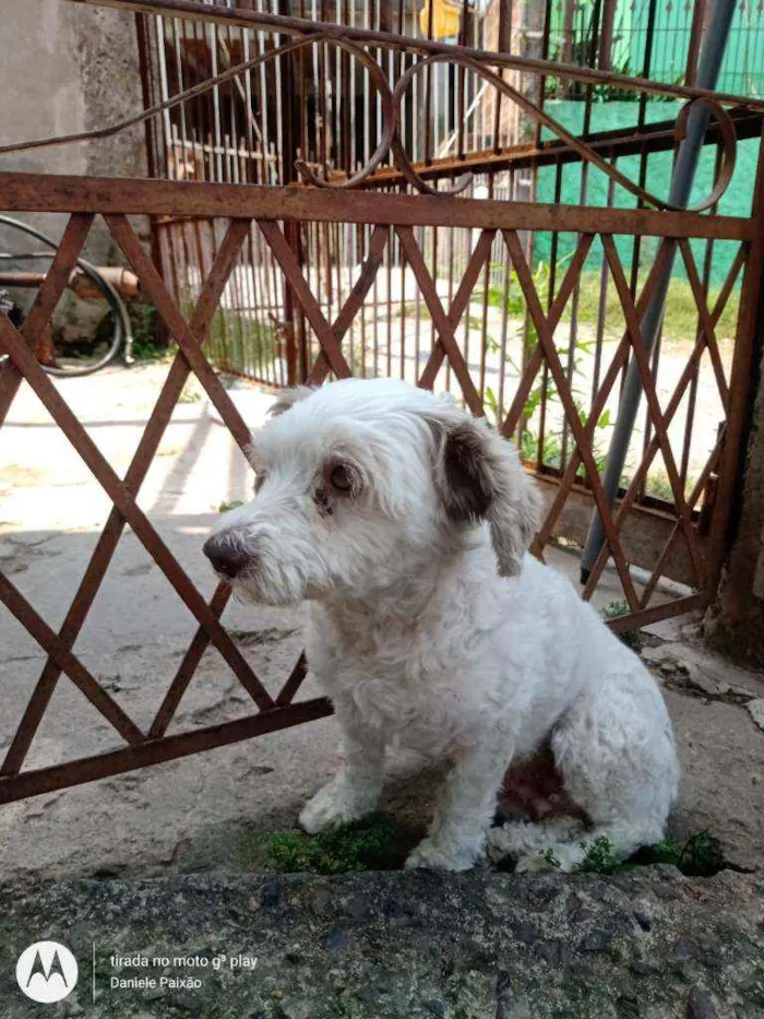 Cachorro ra a Pudol idade 3 anos nome Pupi