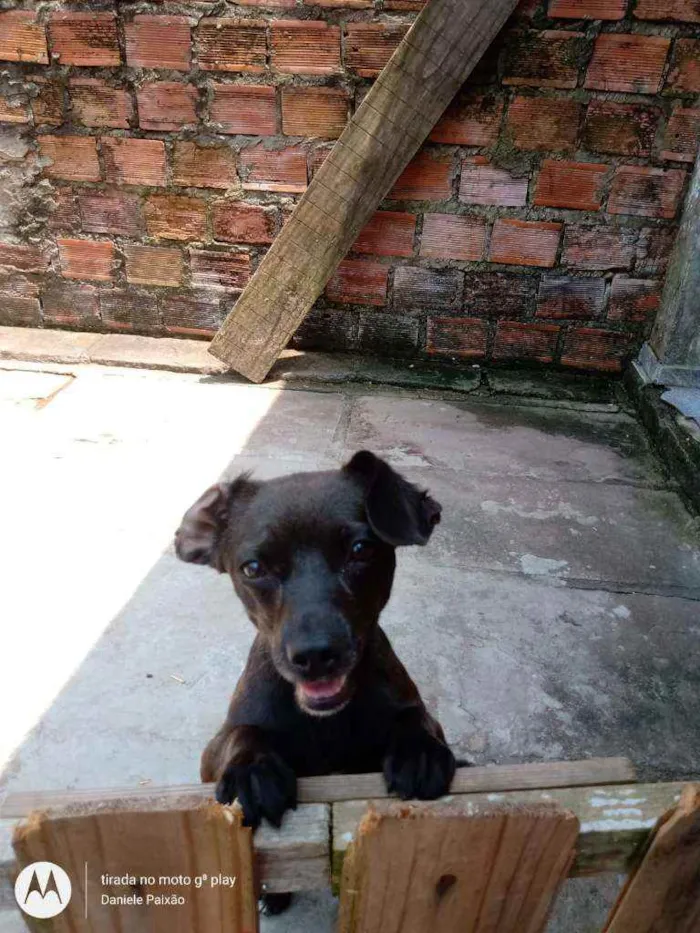 Cachorro ra a Vira lata idade 1 ano nome Catita