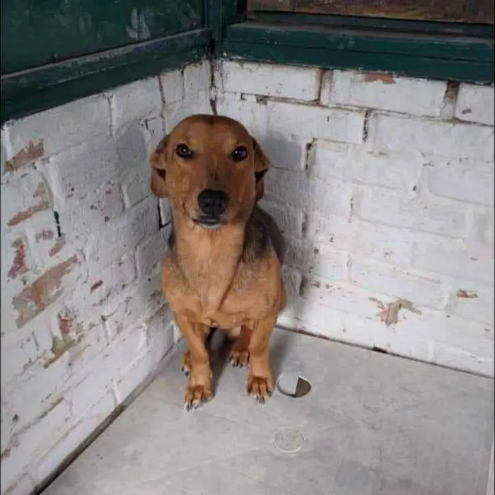 Cachorro ra a SRD idade 1 ano nome Castanho