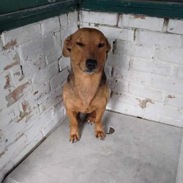 Cachorro ra a SRD idade 1 ano nome Castanho