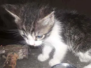 Gato raça Vira lata idade Abaixo de 2 meses nome Menina  e  menino 