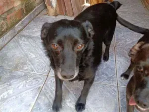 Cachorro raça Vira lata idade 4 anos nome Anita