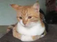 Linda 