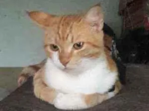 Gato raça Vira  lata idade 2 a 6 meses nome Linda 