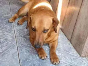 Cachorro raça Vira lata idade 5 anos nome Bebe