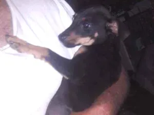 Cachorro raça Vira  lata idade 2 a 6 meses nome Bolinha 