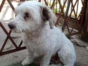 Cachorro ra a Pudol idade 3 anos nome Pupi