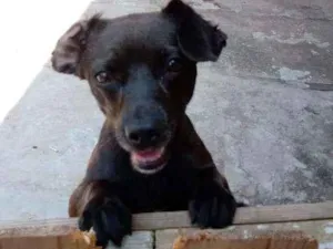 Cachorro raça Vira lata idade 1 ano nome Catita