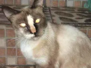 Gato raça Não sei  idade 7 a 11 meses nome Menininha,Menininho