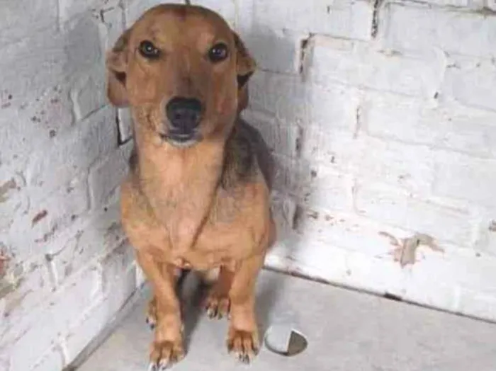 Cachorro ra a SRD idade 1 ano nome Castanho