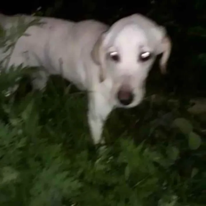 Cachorro ra a Labrador  idade 1 ano nome Marley