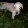 Marley