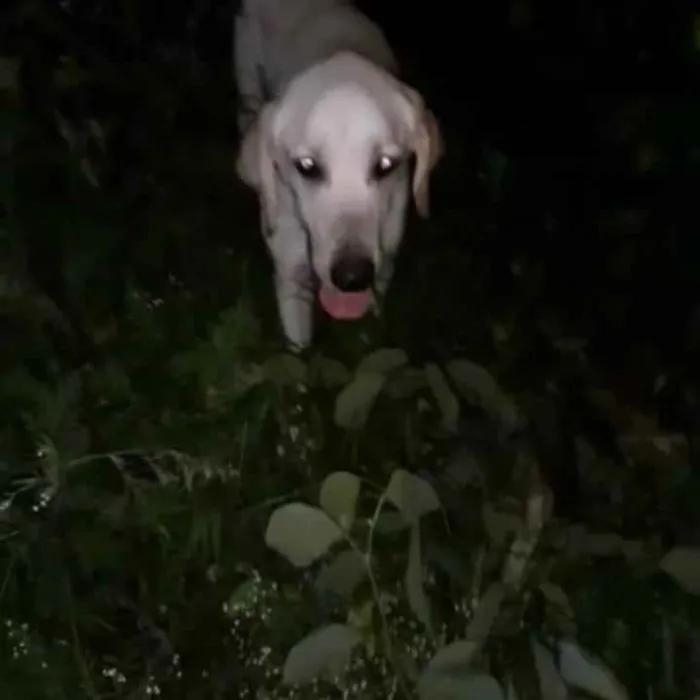 Cachorro ra a Labrador  idade 1 ano nome Marley