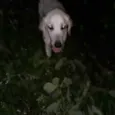 Marley