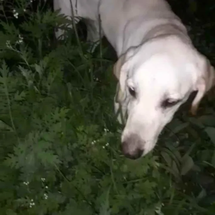 Cachorro ra a Labrador  idade 1 ano nome Marley