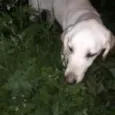 Marley