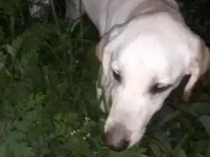 Cachorro raça Labrador  idade 1 ano nome Marley