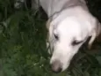 Marley