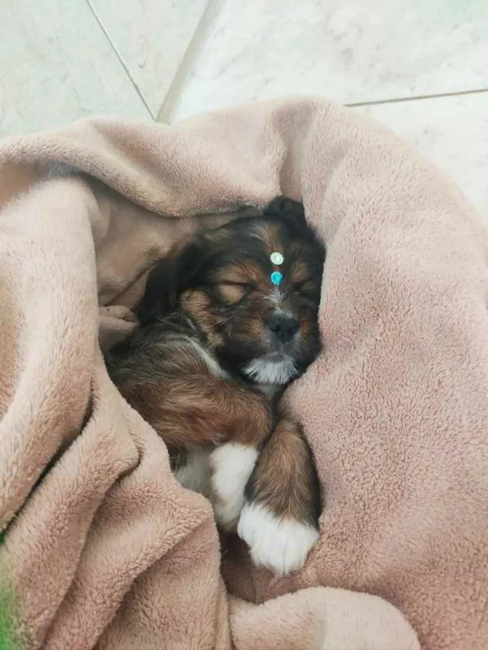 Cachorro raça Mistura de shitzu com raça ind idade Abaixo de 2 meses nome Nick 