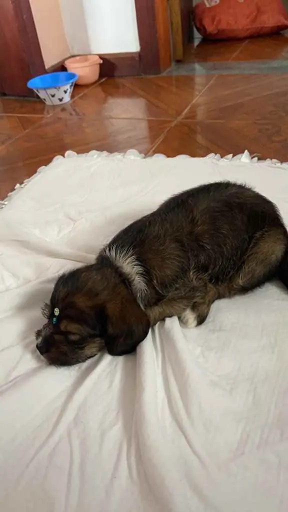 Cachorro raça Mistura de shitzu com raça ind idade Abaixo de 2 meses nome Nick 